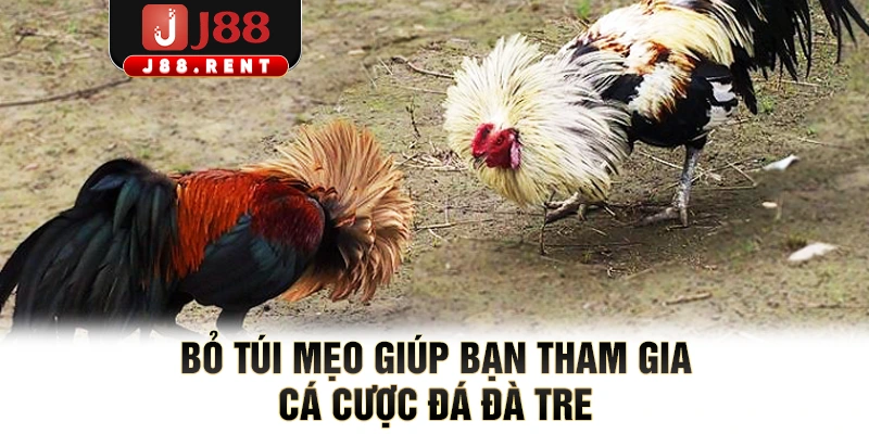 Bỏ túi mẹo giúp bạn tham gia cá cược đá gà tre