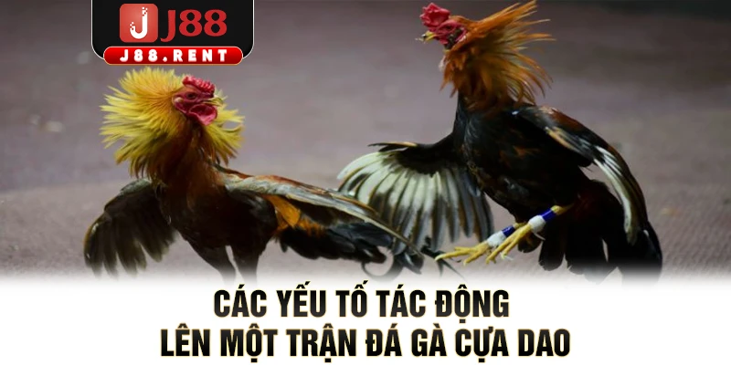 Các yếu tố tác động lên một trận đá gà cựa dao